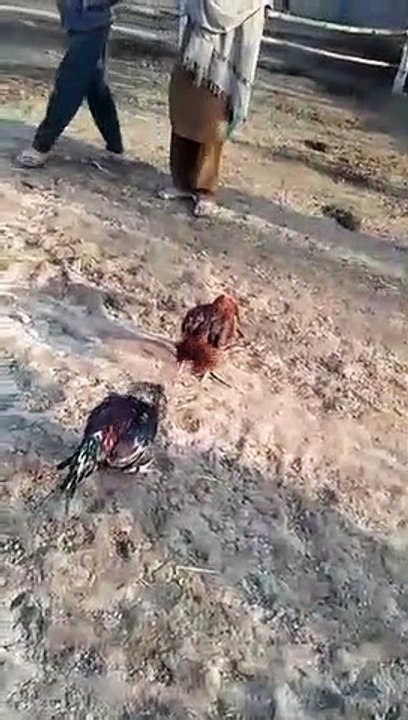 مرغ فائٹ بیک گرونڈ میوزک
