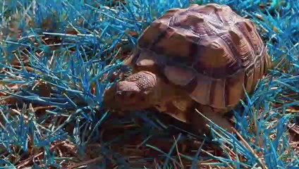 삼척출장안마 {Ø7Øx7575xØØ77}【카톡VVV75】삼척출장샵'예약'삼척출장마사지 삼척여대생출장 삼척여고생출장 삼척콜걸샵