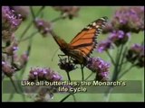Life Cycle of a Monarch Butterfly - Animal Video 2019