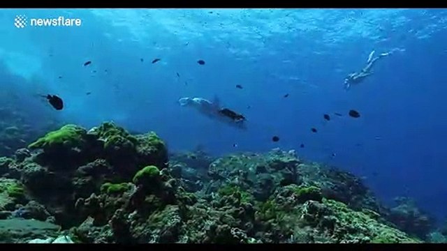 Stunning footage shows freediver encountering huge manta ray