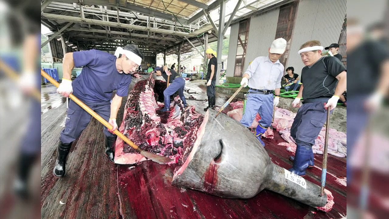 Wo Walfleisch-Sushi ganz normal ist