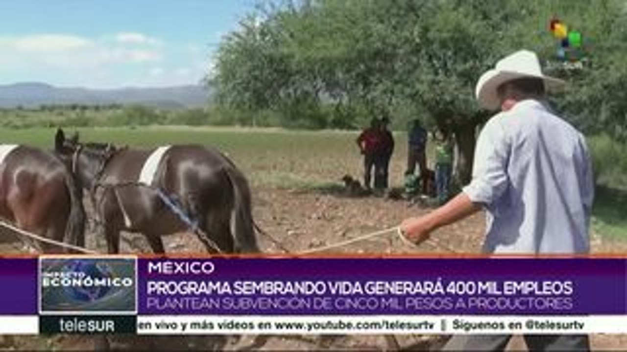 México potencia producción del campo con programa "Sembrando Vida"