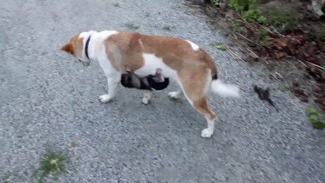 Ce bébé singe reste accroché au ventre de ce chien... Maman adoptive