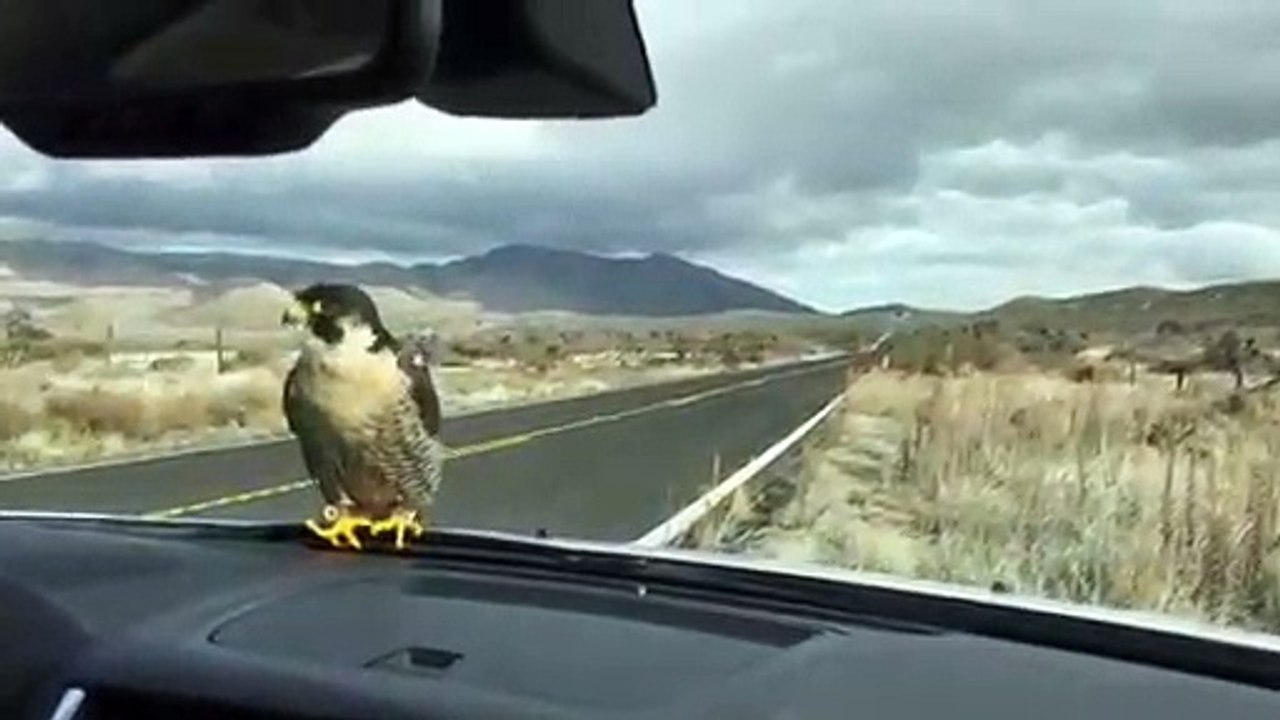 Cet oiseau ne veut pas bouger de l'essuie-glace... Même en route