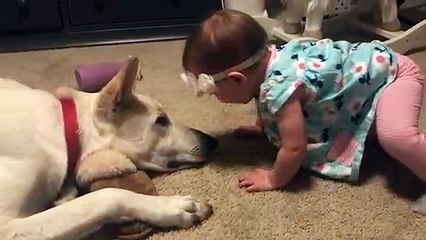 Un bébé fait un bisou à un chien