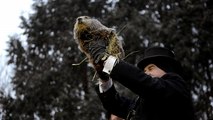 Stati Uniti: così parlò la marmotta Phil