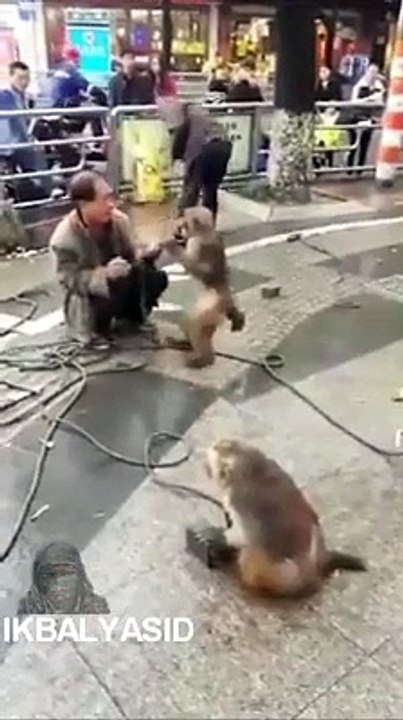 Naruto Macaco loko