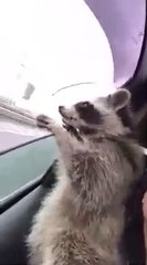 アライグマvs.レイン