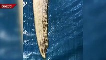Japonya'da sahilde 4 metrelik kürek balığı bulundu
