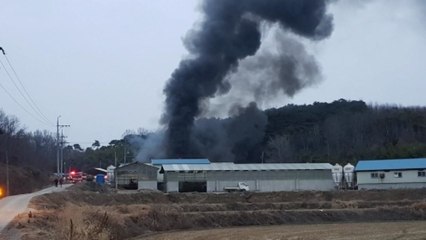홍성 돼지축사에서 불...7백여 마리 폐사 / YTN
