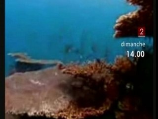 2 - Bande Annonce - Thalassa