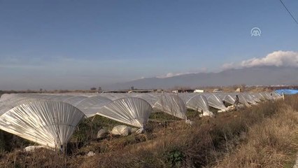 Çilek İhracatında Büyük Artış