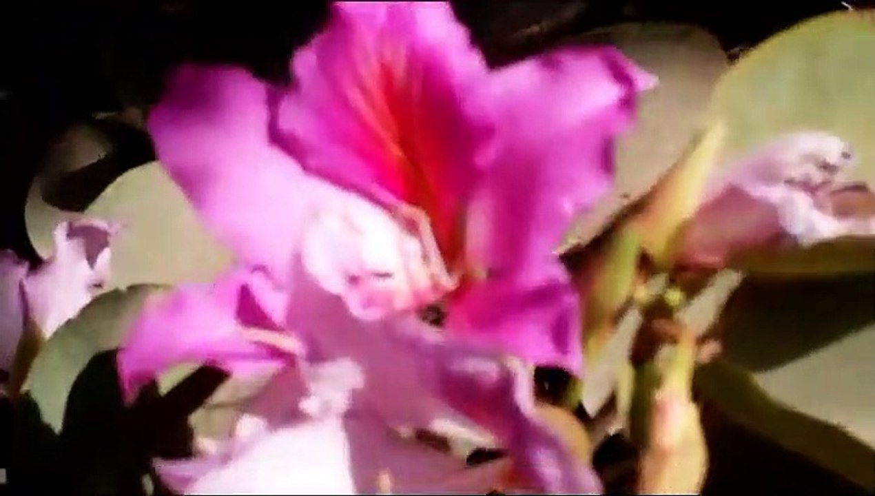 Music on the quiet tones of flowers #موسيقي هادئة علي انغام الزهور