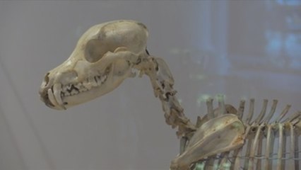 El Museo del Perro abre sus puertas en Nueva York