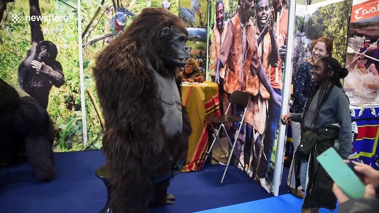 Just a gorilla doing The Floss