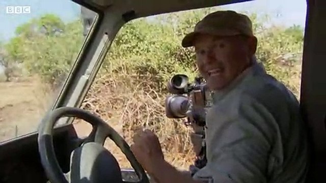 Lioness Cuddles Newborn Cubs