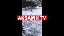 Kahraman köpek donmak üzere olan kedi dostunu böyle kurtardı