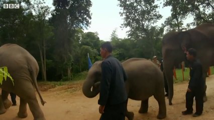 Elephants Released into the Wild