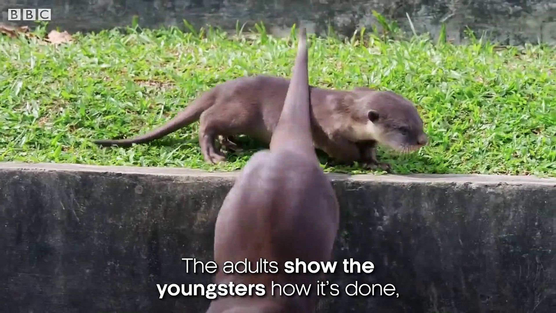 ⁣The Otters of Singapore  Cities Nature's New Wild