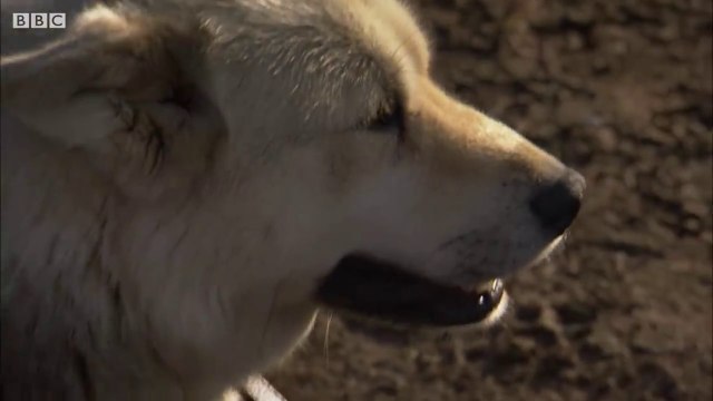 The Dogs Protecting Humans and Polar Bears