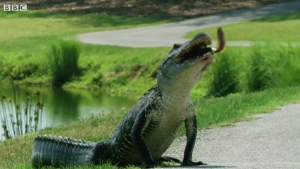 Alligator VS Eel  Cities Nature's New Wild