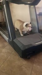 Ce chien fait du sport sur un tapis de course