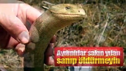 GÖRÜRSENİZ SAKIN ÖLDÜRMEYİN