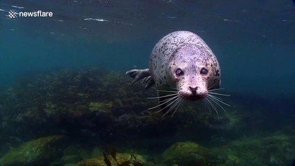 Meet the blind seal which somehow thrives without vision