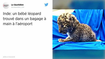 Le bébé léopard était caché dans un bagage à main