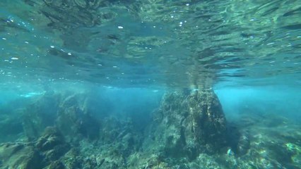 Snorkeling au Cap Roux, posidonie et méduses