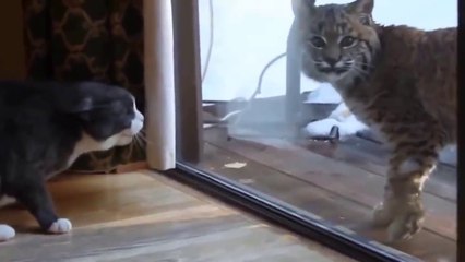 Ce lynx rend visite à un chat sur la terrasse