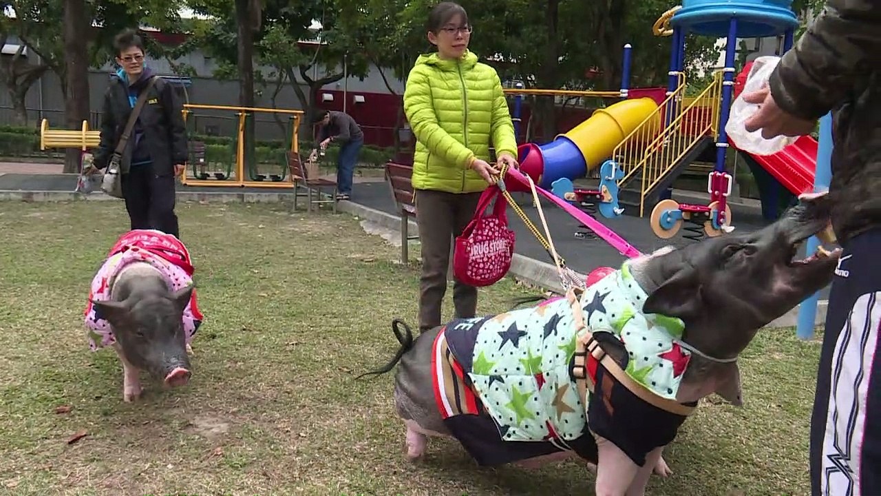 Mit vier Schweinen in einer Hochhauswohnung