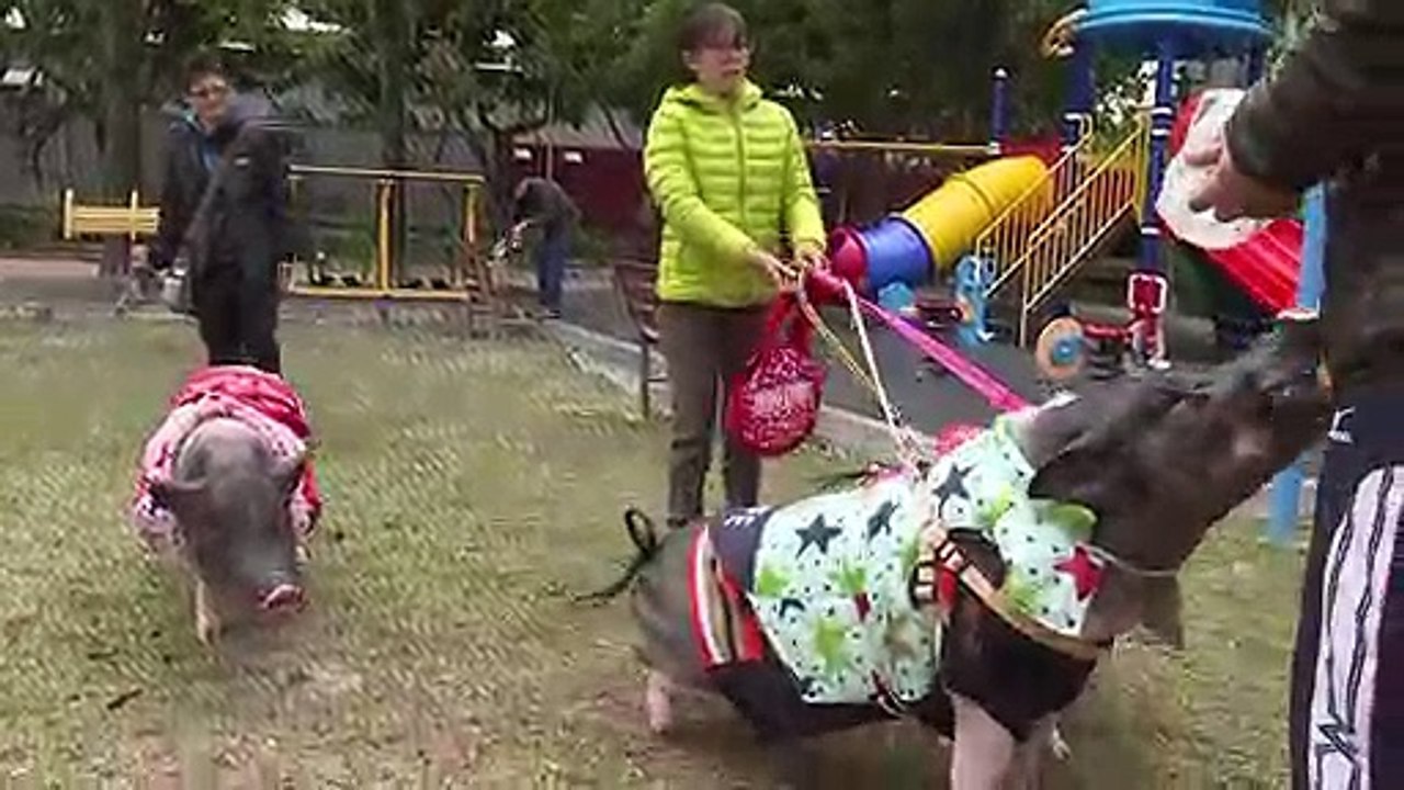 Mit vier schweinen in einer hochhauswohnung