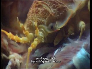 الباب يُغلق