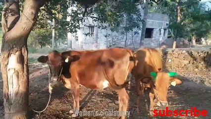 VILLAGE MAATU PONGAL CELEBRATION #PONGAL