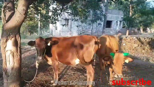 VILLAGE MAATU PONGAL CELEBRATION #PONGAL