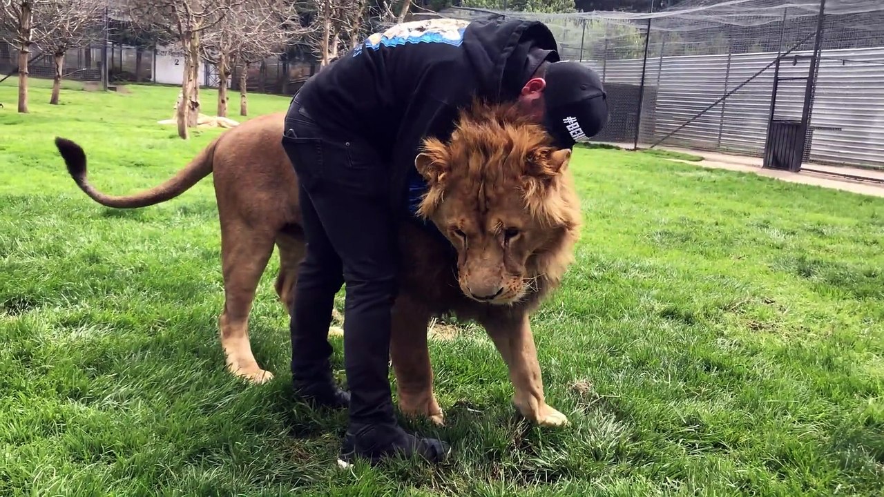 Son lion de compagnie vient lui faire un gros calin... Adorable