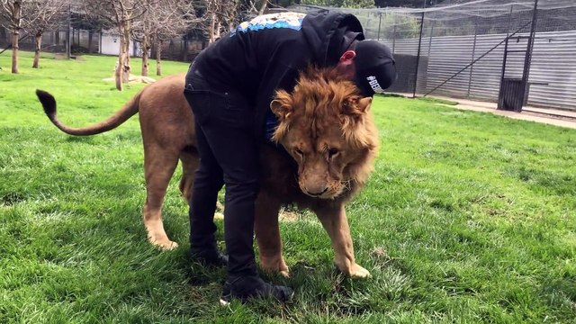 Son lion de compagnie vient lui faire un gros calin... Adorable
