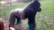 Vous allez comprendre pourquoi les gorilles sont dangereux, même au zoo