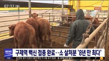 구제역 백신 접종 완료…소 살처분 '8년 만 최다'