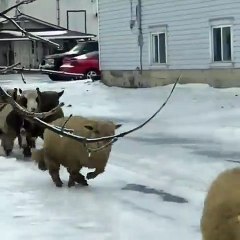 After Snow Sheep are in trouble