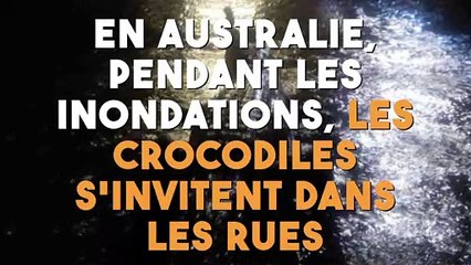 Pendant les inondations, en Australie, les crocodiles s'invitent dans les rues !