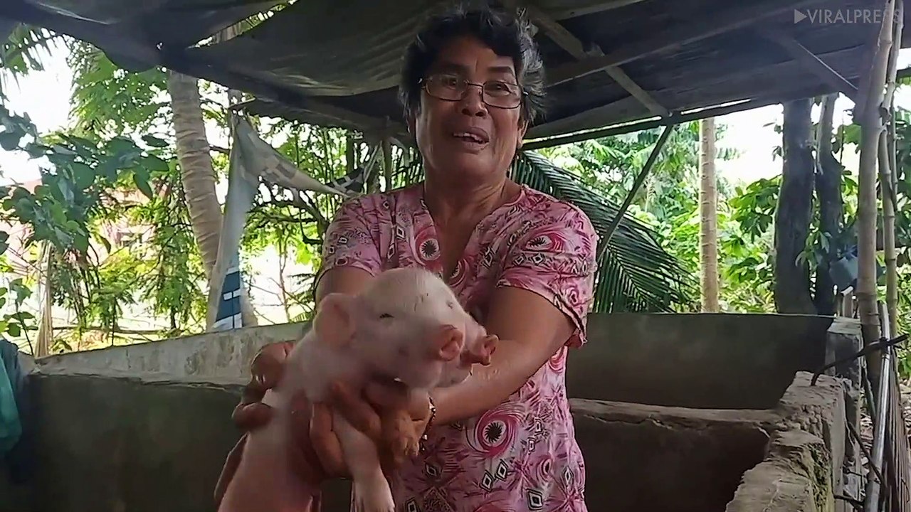 Rare Two-Headed Pig