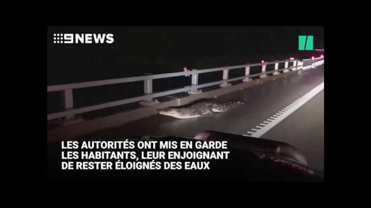En Australie, des crocodiles s'invitent dans les rues inondées