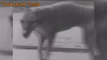 Rare Videos of Extinct Animals - Animal Video 2019