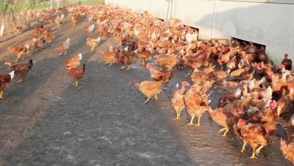 Conso - Étiquette bien-être animal