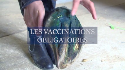 Les vaccinations obligatoires