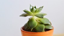 Vastu Tips: Plant that attracts Money | जानें कैसे चुंबक की तरह पैसा खींचता है ये पौधा | Boldsky