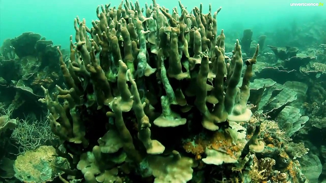 Mission Coral Triangle 1