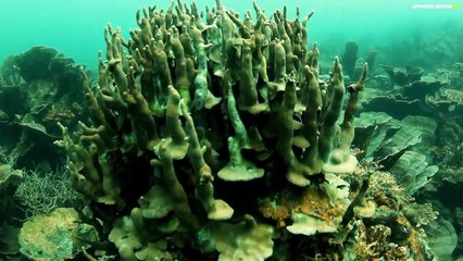 Mission Coral Triangle 1